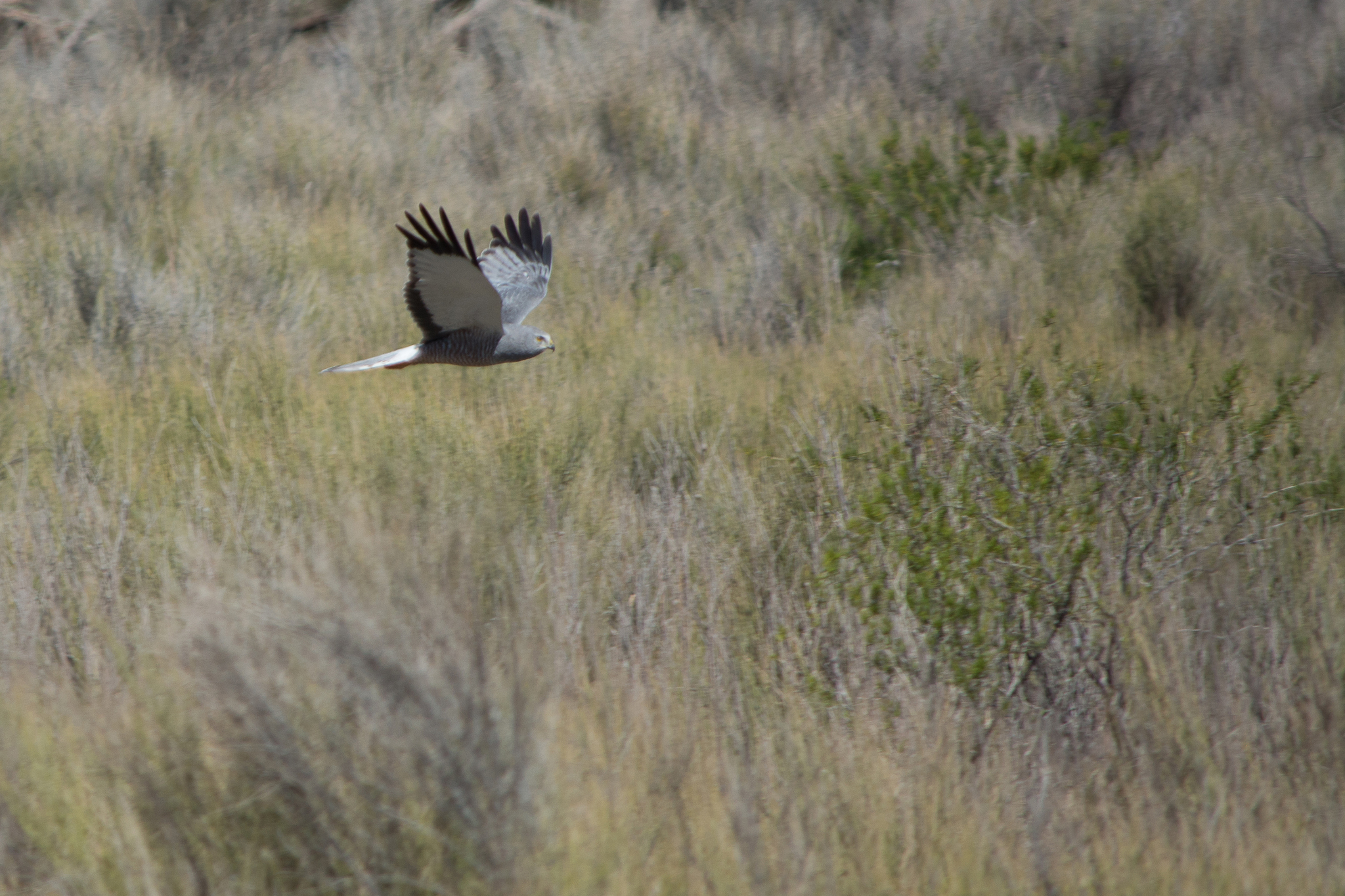 Cinereous Harrier (Circus cinereus)