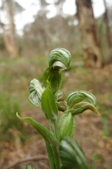 Pterostylis vittata
