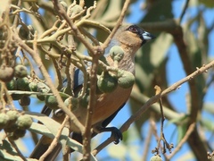 Schistochlamys ruficapillus