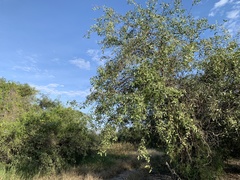 Prosopis ruscifolia