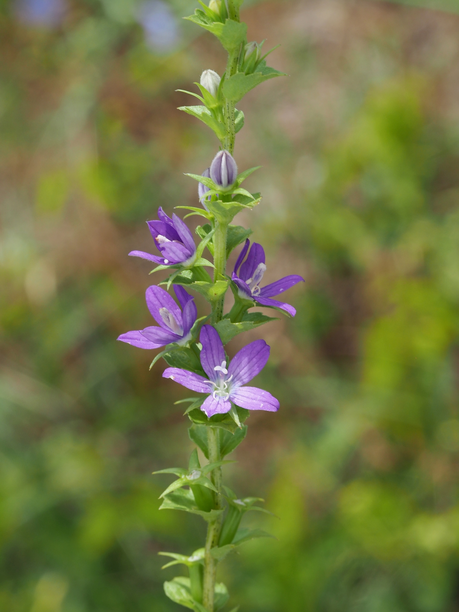 Triodanis holzingeri
