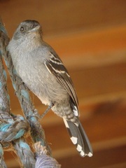 Thamnophilus caerulescens