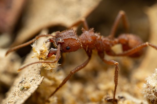 Arizona Fungus-farming Ant