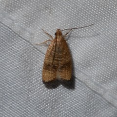 Psilocorsis cryptolechiella