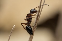Camponotus hyatti
