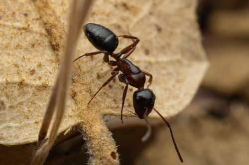 Hyatt's Carpenter Ant photo 4