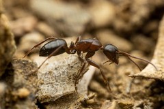 Camponotus hyatti
