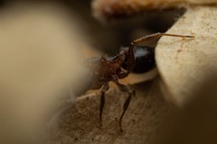 Crematogaster depilis