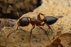 Crematogaster depilis