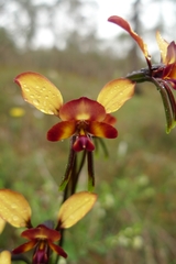 Diuris corymbosa
