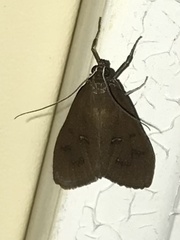 Diastictis