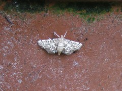 Steniini