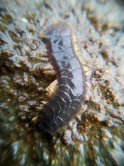 Paralepidonotus ampulliferus