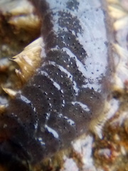 Paralepidonotus ampulliferus