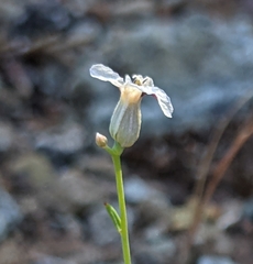 Streptanthus barbiger