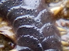 Paralepidonotus ampulliferus