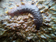 Paralepidonotus ampulliferus