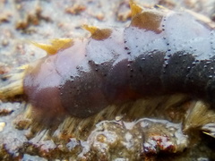 Paralepidonotus ampulliferus