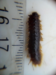 Paralepidonotus ampulliferus