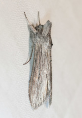 Cucullia laetifica