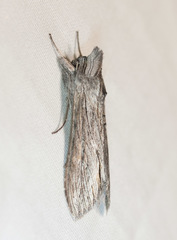 Cucullia laetifica