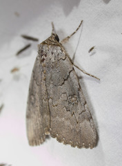 Catocala illecta