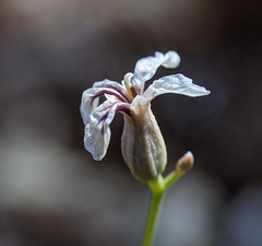 Streptanthus barbiger
