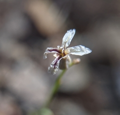 Streptanthus barbiger