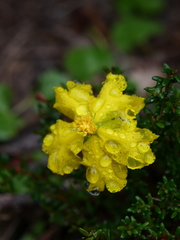 Hibbertia pedunculata