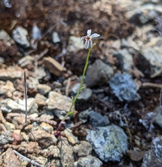 Streptanthus barbiger