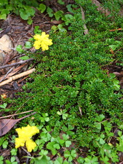 Hibbertia pedunculata