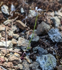 Streptanthus barbiger