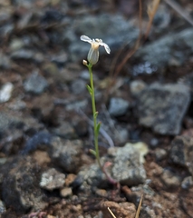 Streptanthus barbiger