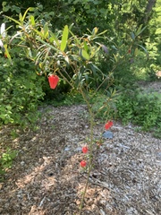 Crinodendron hookerianum