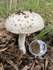 Amanita hiltonii