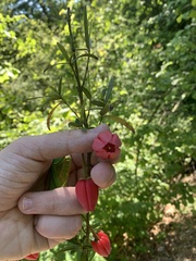 Crinodendron hookerianum