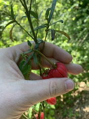 Crinodendron hookerianum