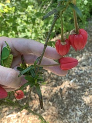 Crinodendron hookerianum