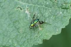 Condylostylus patibulatus