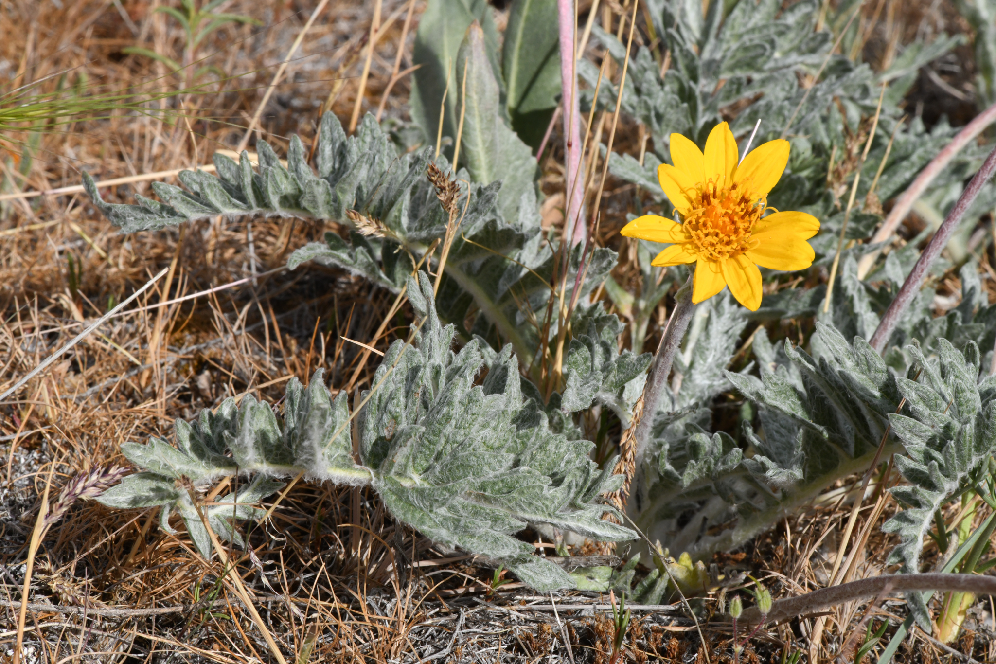 Balsamorhiza lanata