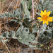 Woolly Balsamroot - Photo (c) Chloe and Trevor Van Loon, some rights reserved (CC BY), uploaded by Chloe and Trevor Van Loon