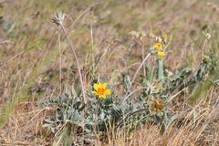 Balsamorhiza lanata