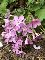 Phlox adsurgens