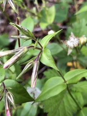 Phlox adsurgens
