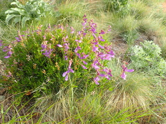 Penstemon fruticosus fruticosus