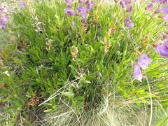 Penstemon fruticosus fruticosus
