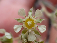 Horkelia daucifolia