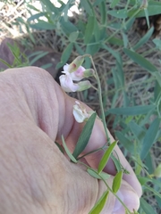Lathyrus lanszwertii