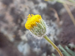 Erigeron bloomeri