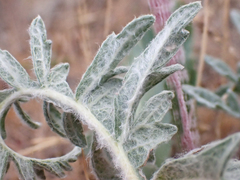 Balsamorhiza lanata